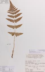 Dryopteris carthusiana. Herbarium specimen of a fertile frond from a plant cultivated in Auckland, AK 266554.
 Image: Auckland Museum © Auckland Museum All rights reserved